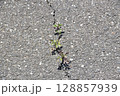 あついアスファルトの割れ目から「こんにちは」 128857939