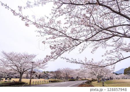 三重県四日市市 桜の森と呼ばれる春の北勢中央公園 三重県四日市市 桜の森と呼ばれる春の北勢中央公園 128857948