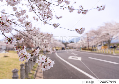 三重県四日市市 桜の森と呼ばれる春の北勢中央公園 三重県四日市市 桜の森と呼ばれる春の北勢中央公園 128857949