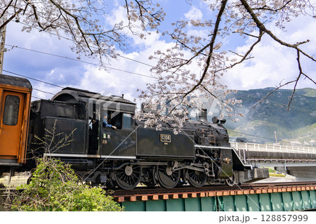 静岡県家山　家山橋を通りかかる大井川鐵道の蒸気機関車と桜 128857999