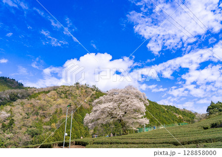 静岡県島田市川根町 茶畑の中の樹齢300年の一本桜 牛代のみずめ桜 静岡県島田市川根町 茶畑の中の樹齢300年の一本桜 牛代のみずめ桜 128858000