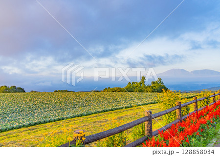 （群馬県）嬬恋村　さわやか街道駐車場の花壇とキャベツ畑 128858034