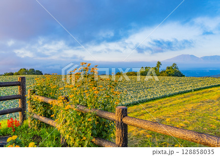 （群馬県）嬬恋村　さわやか街道駐車場の花壇とキャベツ畑 128858035