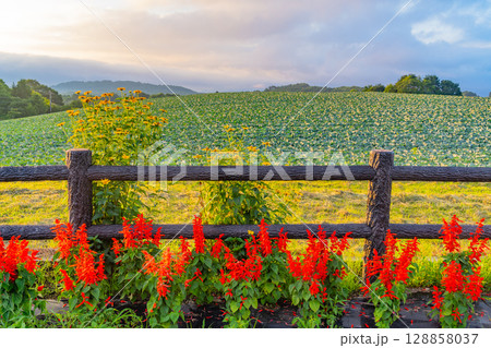 （群馬県）嬬恋村　さわやか街道駐車場の花壇とキャベツ畑 128858037