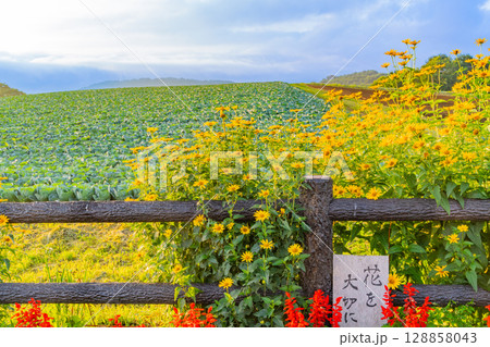 (群馬県)嬬恋村 さわやか街道駐車場の花壇とキャベツ畑 (群馬県)嬬恋村 さわやか街道駐車場の花壇とキャベツ畑 128858043