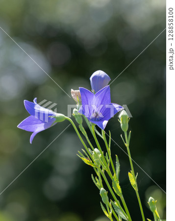 秋の七草の桔梗 128858100