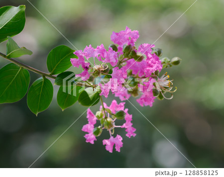 濃い桃色のサルスベリの花 128858125