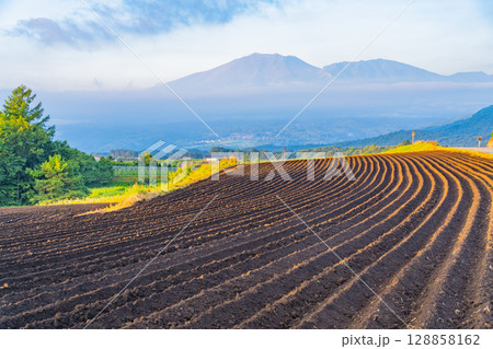 （群馬県）嬬恋村キャベツ畑　苗の植え付け準備 128858162