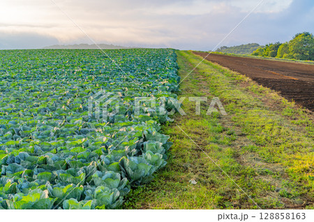 (群馬県)嬬恋村キャベツ畑 苗の植え付け準備 (群馬県)嬬恋村キャベツ畑 苗の植え付け準備 128858163