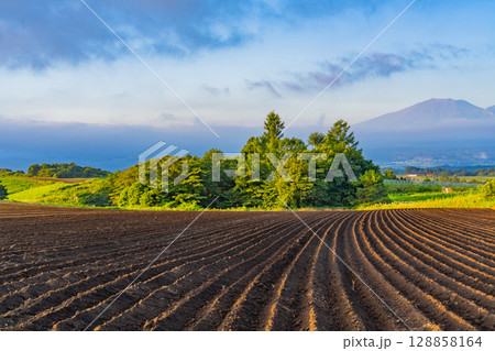 (群馬県)嬬恋村キャベツ畑 苗の植え付け準備 (群馬県)嬬恋村キャベツ畑 苗の植え付け準備 128858164