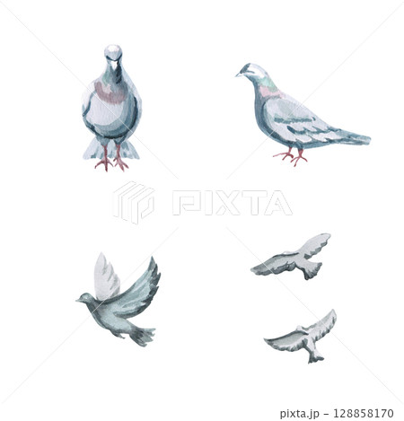 Set of gray pigeons in different angles. Isolated watercolor illustration of birds for decorating urban projects as an addition, printing on posters and postcards. 128858170