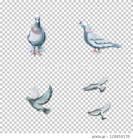 Set of gray pigeons in different angles. Isolated watercolor illustration of birds for decorating urban projects as an addition, printing on posters and postcards. 128858170