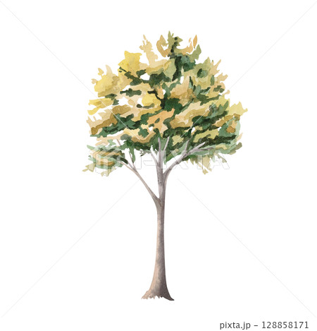 Autumn tree in yellow and green tones. Isolated watercolor illustration for garden center brochures, apartment interior, restaurant seasonal menu, postcard printing. Autumn tree in yellow and green tones. Isolated watercolor illustration for garden center brochures, apartment interior, restaurant seasonal menu, postcard printing. 128858171
