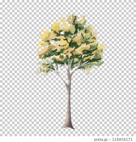 Autumn tree in yellow and green tones. Isolated watercolor illustration for garden center brochures, apartment interior, restaurant seasonal menu, postcard printing. Autumn tree in yellow and green tones. Isolated watercolor illustration for garden center brochures, apartment interior, restaurant seasonal menu, postcard printing. 128858171