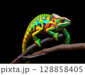 Colorful Chameleon on Branch, Nature Wildlife Photography 128858405