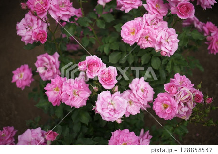 季節感溢れる薔薇の花 128858537
