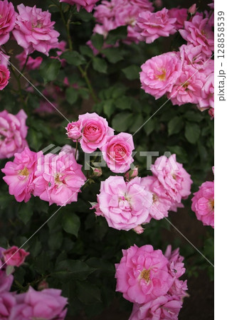 季節感溢れる薔薇の花 128858539