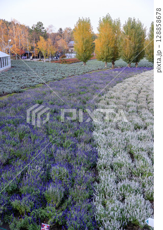 秋の風景のファーム富田 128858678