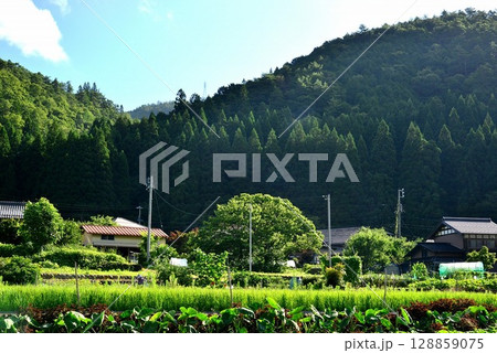 朝日が射し始めて輝き始めた農村風景 朝日が射し始めて輝き始めた農村風景 128859075