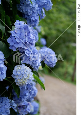 Flowers of large-leaved hydrangea. Pink and blue hedge of hydrangea. Garden flowers Flowers of large-leaved hydrangea. Pink and blue hedge of hydrangea. Garden flowers 128859198