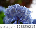Flowers of large-leaved hydrangea. Pink and blue hedge of hydrangea. Garden flowers 128859215
