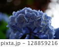 Flowers of large-leaved hydrangea. Pink and blue hedge of hydrangea. Garden flowers 128859216