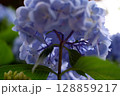 Flowers of large-leaved hydrangea. Pink and blue hedge of hydrangea. Garden flowers 128859217