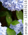 Flowers of large-leaved hydrangea. Pink and blue hedge of hydrangea. Garden flowers 128859218