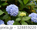 Flowers of large-leaved hydrangea. Pink and blue hedge of hydrangea. Garden flowers 128859220
