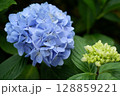 Flowers of large-leaved hydrangea. Pink and blue hedge of hydrangea. Garden flowers 128859221