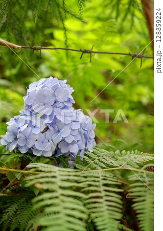 Flowers of large-leaved hydrangea. Pink and blue hedge of hydrangea. Garden flowers Flowers of large-leaved hydrangea. Pink and blue hedge of hydrangea. Garden flowers 128859224