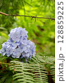 Flowers of large-leaved hydrangea. Pink and blue hedge of hydrangea. Garden flowers 128859225