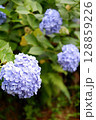Flowers of large-leaved hydrangea. Pink and blue hedge of hydrangea. Garden flowers 128859226