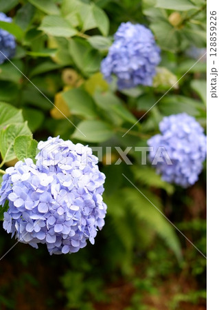 Flowers of large-leaved hydrangea. Pink and blue hedge of hydrangea. Garden flowers Flowers of large-leaved hydrangea. Pink and blue hedge of hydrangea. Garden flowers 128859226