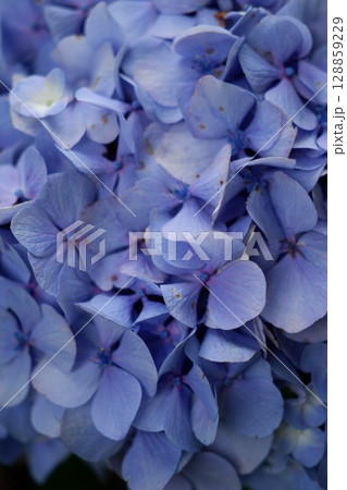 Flowers of large-leaved hydrangea. Pink and blue hedge of hydrangea. Garden flowers Flowers of large-leaved hydrangea. Pink and blue hedge of hydrangea. Garden flowers 128859229