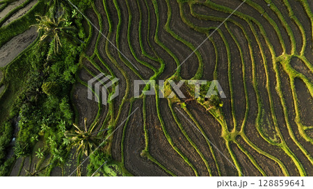 Aerial view of beautiful Rice Terraces surrounded by tropical forest in Bali, Indonesia. Balinese Rural scene. Aerial view of beautiful Rice Terraces surrounded by tropical forest in Bali, Indonesia. Balinese Rural scene. 128859641