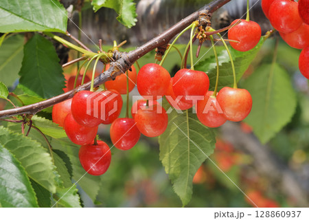 サクランボ 128860937