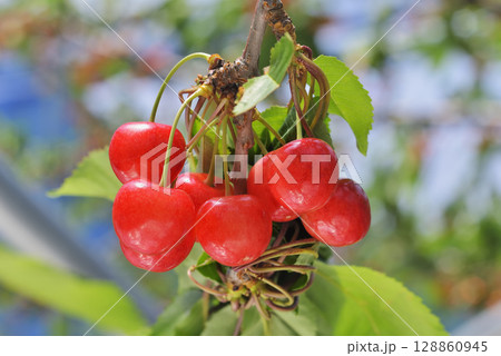 サクランボ サクランボ 128860945