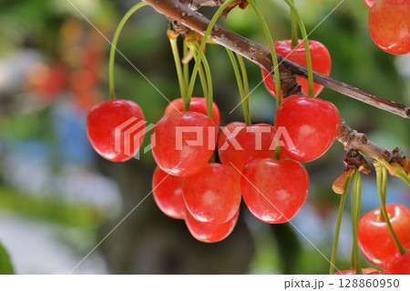 サクランボ 128860950