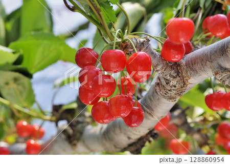サクランボ 128860954