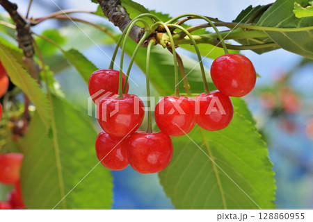 サクランボ サクランボ 128860955