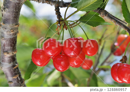 サクランボ 128860957
