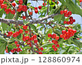 サクランボ 128860974