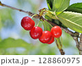 サクランボ 128860975