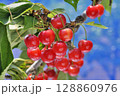 サクランボ 128860976