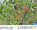 サクランボ 128860977