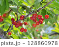 サクランボ 128860978