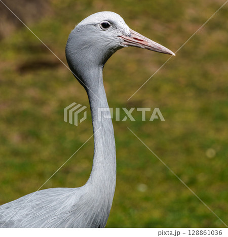 The Blue Crane, Grus paradisea, is an endangered bird 128861036