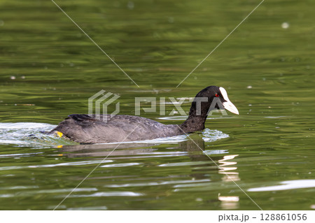 The Eurasian coot, Fulica atra swimming on the Kleinhesseloher Lake at Munich, Germany The Eurasian coot, Fulica atra swimming on the Kleinhesseloher Lake at Munich, Germany 128861056