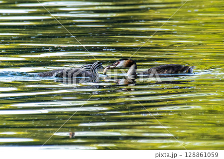Great Crested Grebe, Podiceps cristatus has caught a fish. 128861059